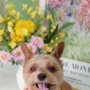 소우주 애견미용실 이미지