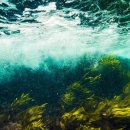 바다슈퍼 이미지