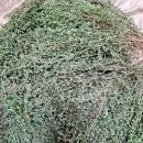 역사 속 음식이야기 | 꽃차의 역사와 지혜 - 옛 문헌 속 이야기가 현대에 전하는 가치는?