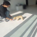 스타 반려견 교육센터 이미지