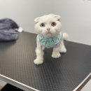 온천장고양이 이미지