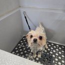 개이쁘댕 이미지