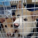 금비켄넬 이미지