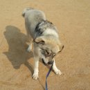 땡자애견 이미지