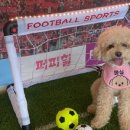 퍼피힐(PUPPY HILL) 이미지