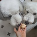 도요케이크 이미지