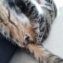 멍멍냐옹동물병원 이미지