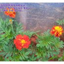 나비텃밭농원 이미지