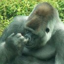 고릴라 PC방 이미지