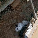 재리쥬 작은동물원 이미지