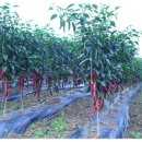 이랑이네 이미지