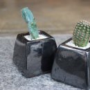 라떼플로라 이미지