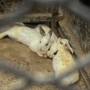 타이어K전주총판 | [자동차] 쏘나타 DN8 엔진 과열 / 전주 블루핸즈 팔복현대서비스