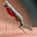 미국서 20년 만에 말라리아 환자 발생 국내서도 꾸준히 늘어 기사 이미지