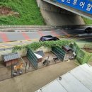 수원시바견 이미지