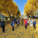 와초리 은행나무 이미지