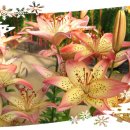 웰빙레이져의료기 이미지