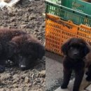 멍멍이가족 이미지