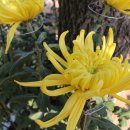 마스코스 이미지