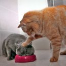 도도한고양이 이미지