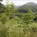 원산농장 Daum카페