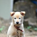 도담이 이미지