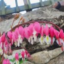 용문산 은행나무길(물소리길 6코스) 이미지