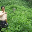 이양소묘 이미지