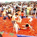 화천 화악산 토마토축제 이미지