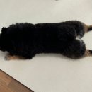 헤이라딘 이미지