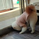 병구동물병원 네이버블로그