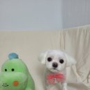미소애견미용실 티스토리