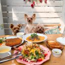 성지애견 이미지