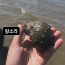 GS25태안터미널점 | 태안 인천 가을 해루질 꽃게 박하지 포인트 안내