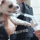 (주) 한국반려동물영양연구소(KNRC) | 강아지 기관지 거위 소리 기침 박멸했습니다 + 찐 경험담