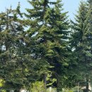 이레팜 | 비에이 당일치기 여행, 기대 이상이었던 풍경들 (인디고트래블 투어 후기 포함)