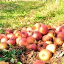 Bad Apples 이미지