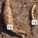 흙속의진주