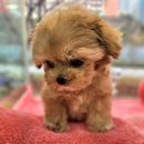 시원애견 이미지