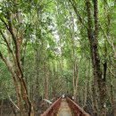 태국 - 열대 우림 맹그로브 정글 숲 1 이미지
