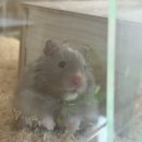 햄스터 분양 햄스터월드 | 개천절, 추석 정상영업! 골든 햄스터 분양 햄스터월드(3D프린터 햄스터 용품 선물.추석 이벤트/가맹모집...