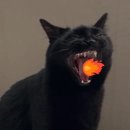 깡철이네 | [ 깡철이 ] 서초 카페 추천 / 택배 가능 커피 / 커피 추천 / 커피 맛집 / 택배 맛집 / 유기농 원두 사용...