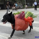 댕겨와유 이미지