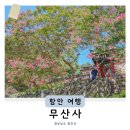 무산사 | 경남 배롱나무 함안 8월 가볼만한곳 무산사 인스타 포토존 실시간 개화상태
