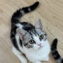 라마지샤 이미지