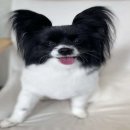 만두네살롱 이미지