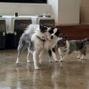 486독캠프 이미지