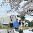 동탄대로시범길L | 동탄 벚꽃 명소 꿀팁 추천 :: 코리아CC l 신리천카페거리 (개화시기, 주차, 위치, 스팟)