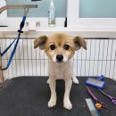 마이핫독 이미지