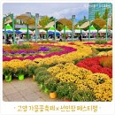 고양가을꽃축제 선인장페스티벌 알찬 후기와 꿀팁
